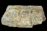 Fossil Triceratops Rib Section - North Dakota #117371-1
